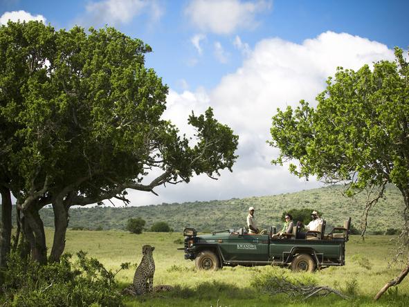 Go on a game drive with one of the experienced guides and experience beautiful wildlife 